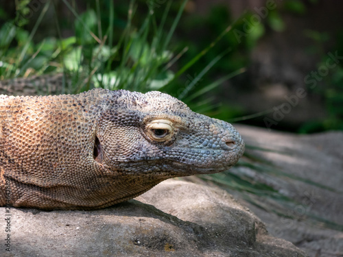 Portrait of a Komodo Dragon © done4today