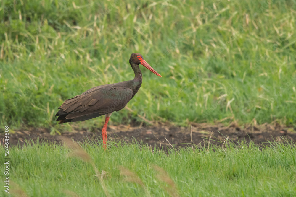 Black stork (Ciconia nigra). Polesie. Ukraine Black stork (Ciconia nigra). Polesie. Ukraine
