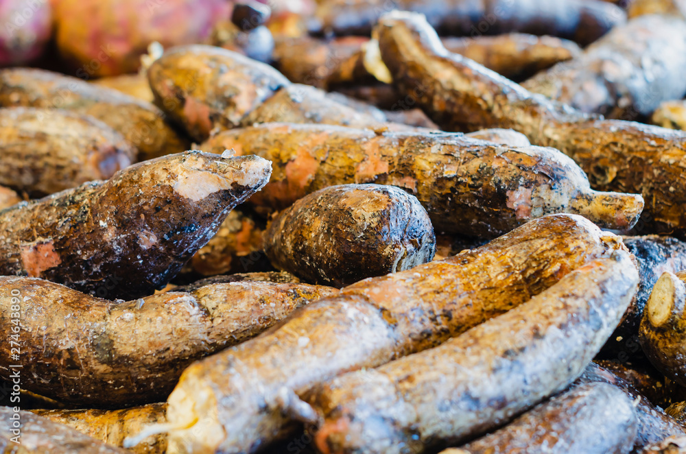 Yuca, Manihot esculenta, commonly called yucca, aipim, cassava