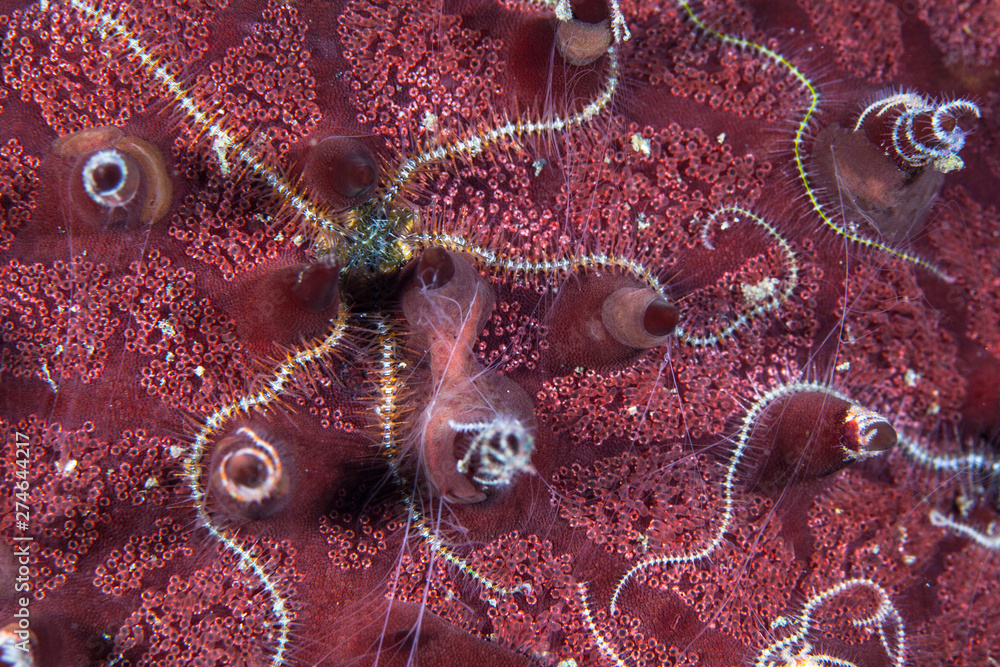 Sinuous Brittle stars live on a more robust starfish in Lembeh Strait