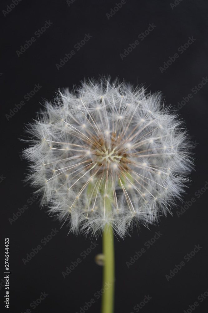 Fototapeta premium Biały kwiat mniszka lekarskiego