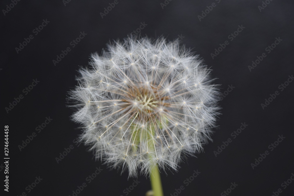 Fototapeta premium Biały kwiat mniszka lekarskiego