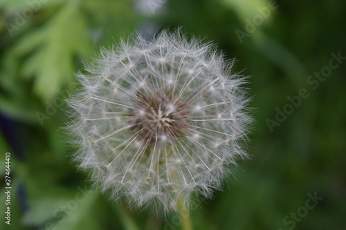 Flor de diente de le  n color blanco