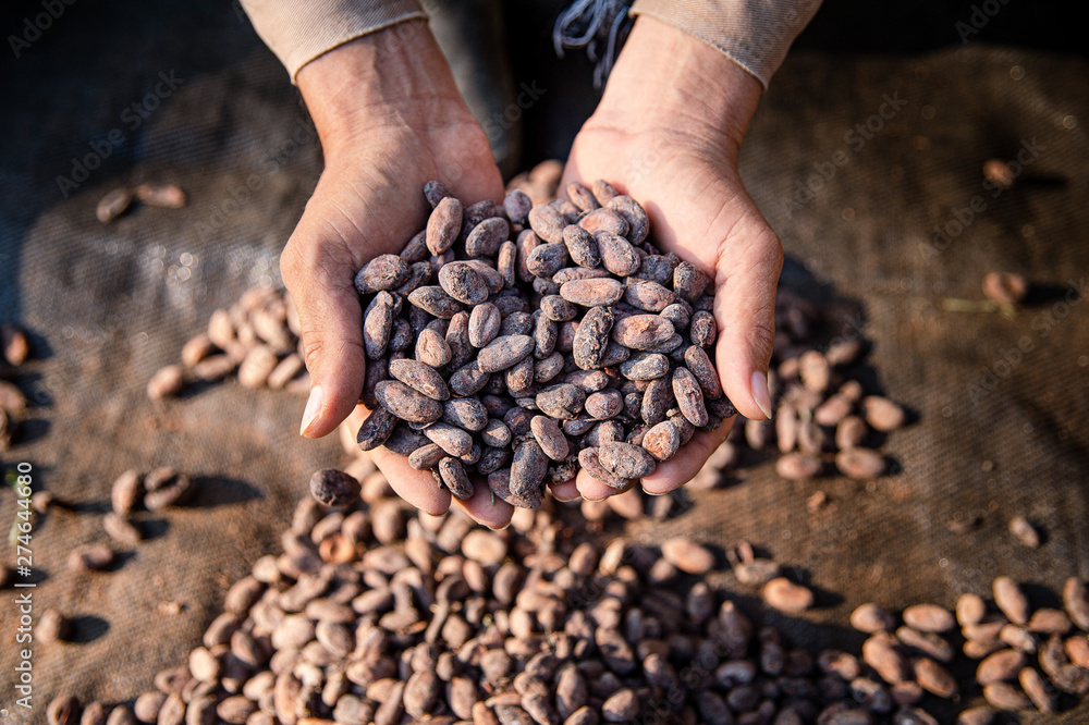 Cultivo de Cacao en Tibú _ Norte de Santander - Colombia