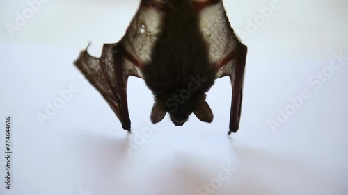 Flying Baby Bat hanging, trying to fly photo