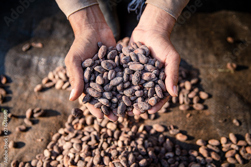 Obraz na płótnie Cultivo de Cacao en Tibú _ Norte de Santander - Colombia w salonie