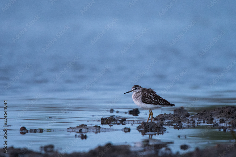 Wood sandpiper (Tringa glareola). Polesie. Ukraine Wood sandpiper (Tringa glareola). Polesie. Ukraine