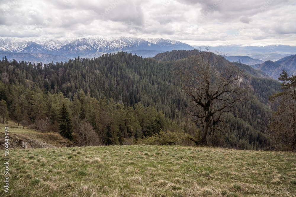 meadow and forest on mountains