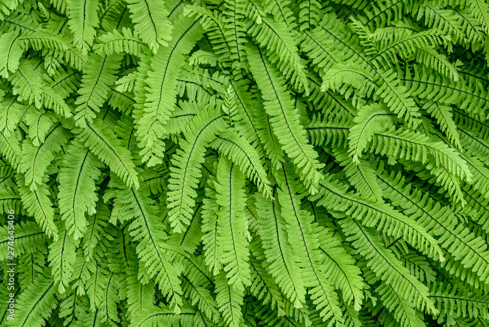 Nature background of Deer Fern growing in woodlands, pattern and texture in green Nature background of Deer Fern growing in woodlands, pattern and texture in green