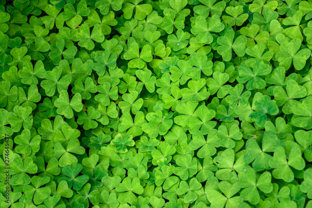 Nature background of Oxalis, shamrocks, growing in woodlands, pattern and texture in green Nature background of Oxalis, shamrocks, growing in woodlands, pattern and texture in green