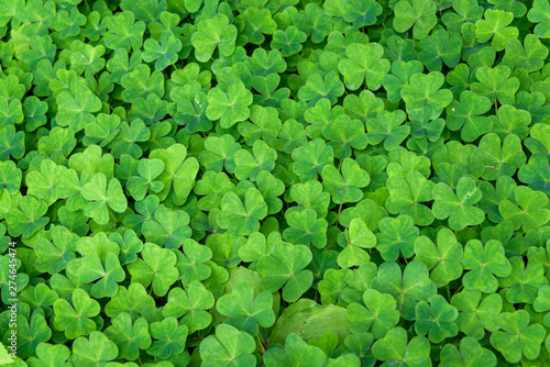 Nature background of Oxalis, shamrocks, growing in woodlands, pattern and texture in green