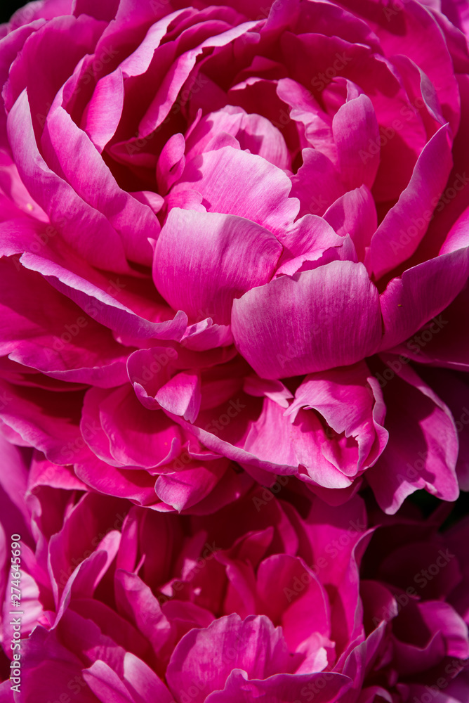 Nature background, close up of two vibrant pink peony flowers in full bloom