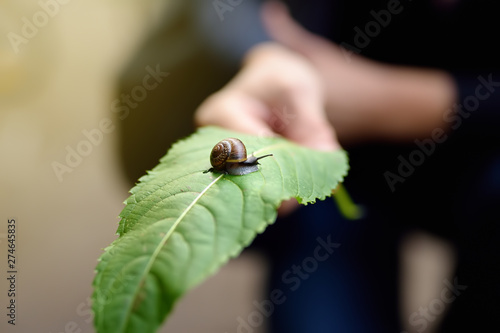 Big garden snail in nature. Snail gliding on the wet leaf. Wildlife in the city. photo