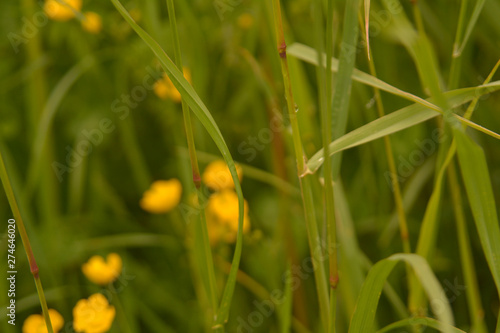 yellow buttercups in the green grass