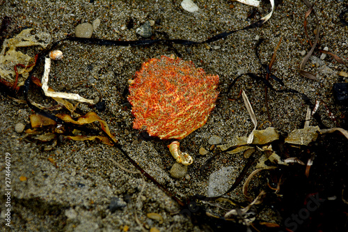 Red crab shell lies on the sand or stones. dead crab 