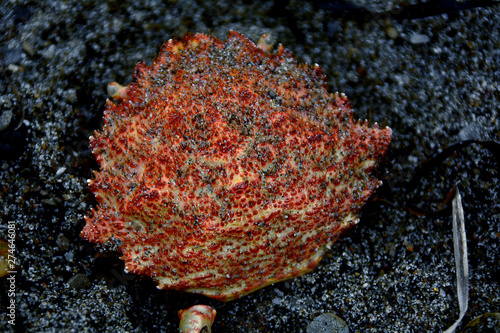 Red crab shell lies on the sand or stones. dead crab close-up