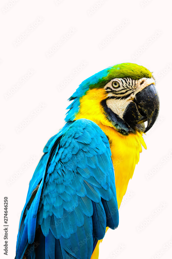 Blue and gold macaw isolated
