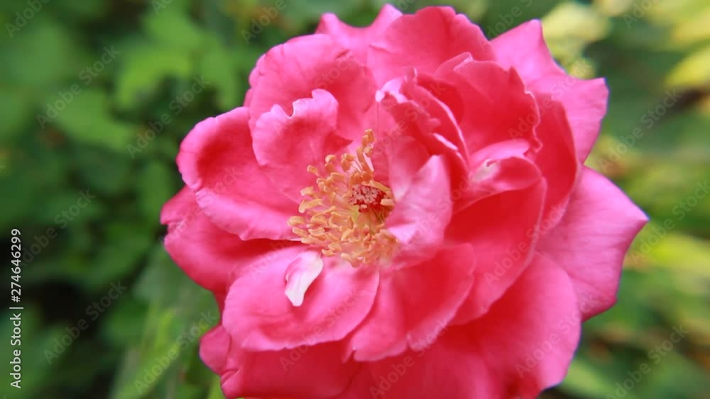 Rose flower Rose flower
