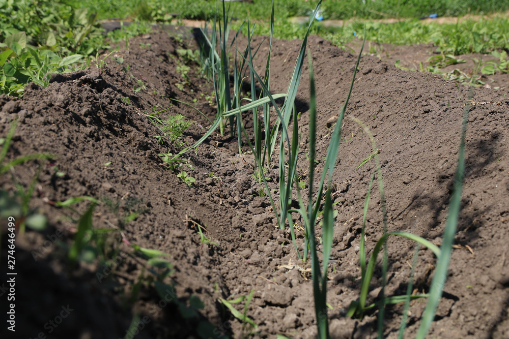 a green and blue leaves of Allium porrum leek plants growing at the farm in trench, a low calories vegetable perfectly suitable for diet a green and blue leaves of Allium porrum leek plants growing at the farm in trench, a low calories vegetable perfectly suitable for diet