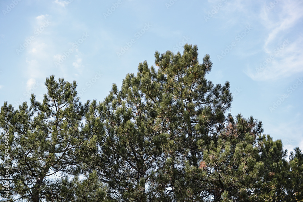 Pine forest landscape Autumn landscape Pine forest landscape Autumn landscape