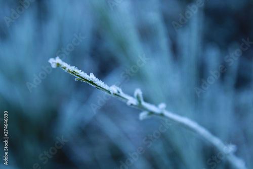 frozen branch ice blue © Graham