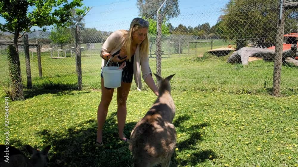 Attractive young blond tourist woman on vacation feeding a small kangaroo by hand. Attractive young blond tourist woman on vacation feeding a small kangaroo by hand.