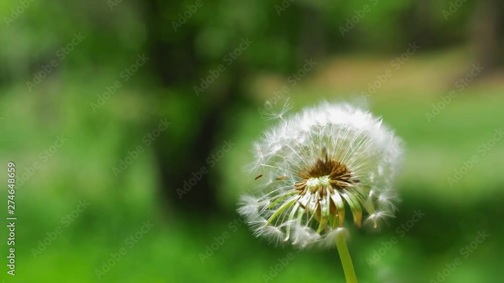 Dandelion Clock Puff-Ball Seeds Flying on the Wind Slow Motion Dandelion Clock Puff-Ball Seeds Flying on the Wind Slow Motion