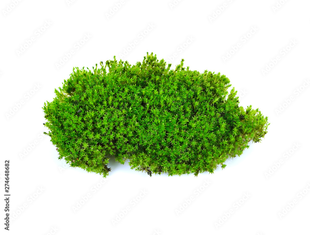 Obraz premium moss isolated on white bakground