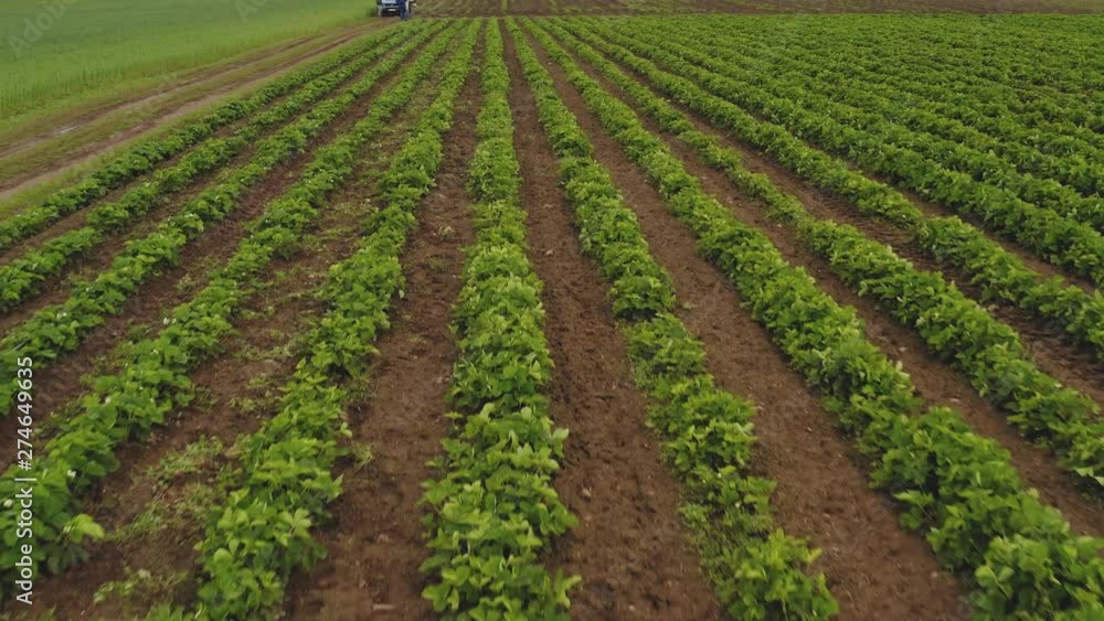 Aerial shot flying fast over strawberry field, with women working Aerial shot flying fast over strawberry field, with women working