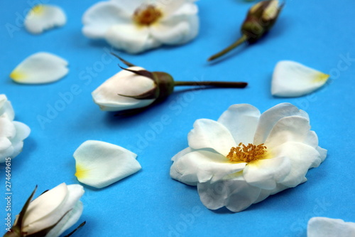 White wild rose flower buds laid out on a table