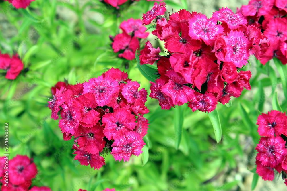 Bright pink flowers of reseda blossomed in a flowerbed Bright pink flowers of reseda blossomed in a flowerbed
