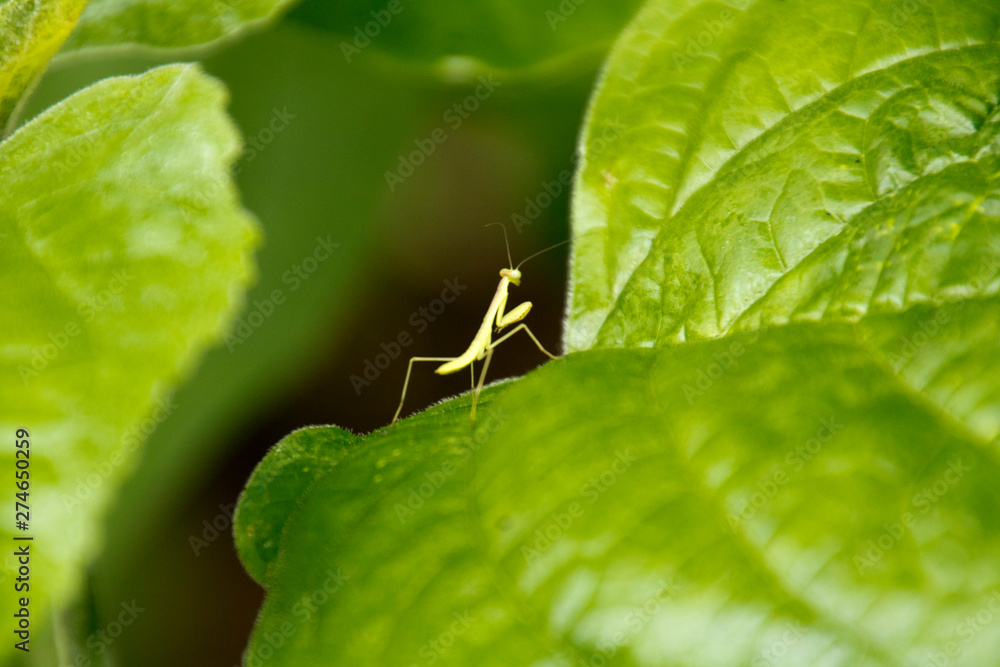 カマキリ カマキリ