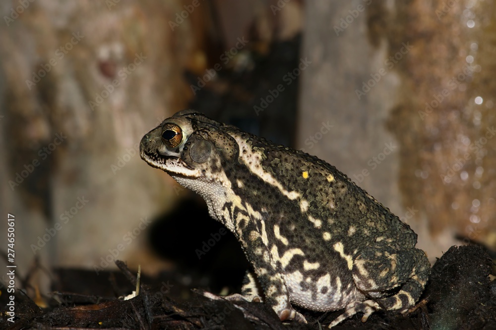 Gulf Coast toad (Incilius valliceps) sitting in damp garden mulch by a Crepe Myrtle tree at night. They're a common sight in sub-tropical Houston, TX. Gulf Coast toad (Incilius valliceps) sitting in damp garden mulch by a Crepe Myrtle tree at night. They're a common sight in sub-tropical Houston, TX.