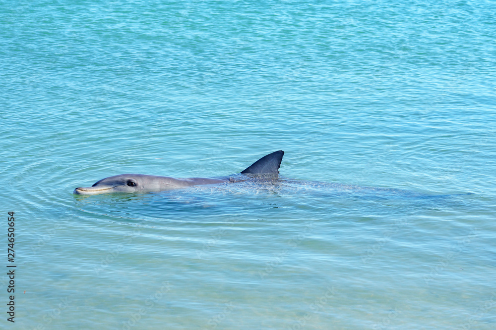 Naklejka premium dolphins at monkey mia, sharkes bay, western australia 4