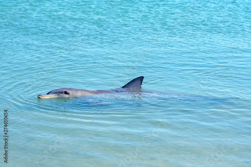dolphins at monkey mia, sharkes bay, western australia 4