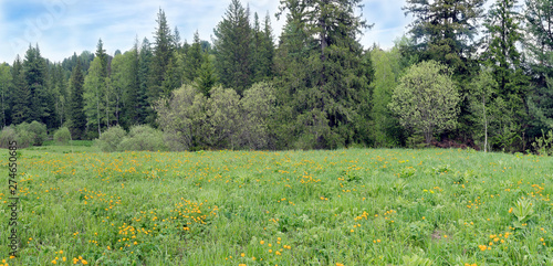 Green grassy meadow with beautiful bright orange flowers next to the forest