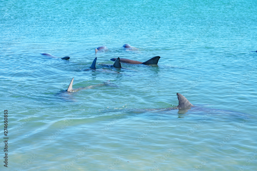 Fototapeta premium dolphins at monkey mia, sharkes bay, western australia 10