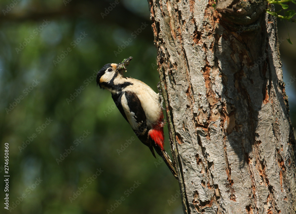 A stunning female Great spotted Woodpecker, Dendrocopos major, perching on the edge of its nesting hole in a Willow tree with a beak full of insects, which it is just about to feed to its babies. A stunning female Great spotted Woodpecker, Dendrocopos major, perching on the edge of its nesting hole in a Willow tree with a beak full of insects, which it is just about to feed to its babies.