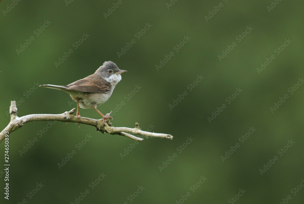Fototapeta premium A beautiful Whitethroat, Sylvia communis, perching on a branch in a tree. 