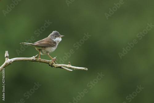 A beautiful Whitethroat, Sylvia communis, perching on a branch in a tree. 