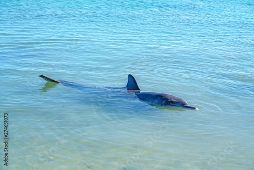 dolphins at monkey mia, sharkes bay, western australia 18