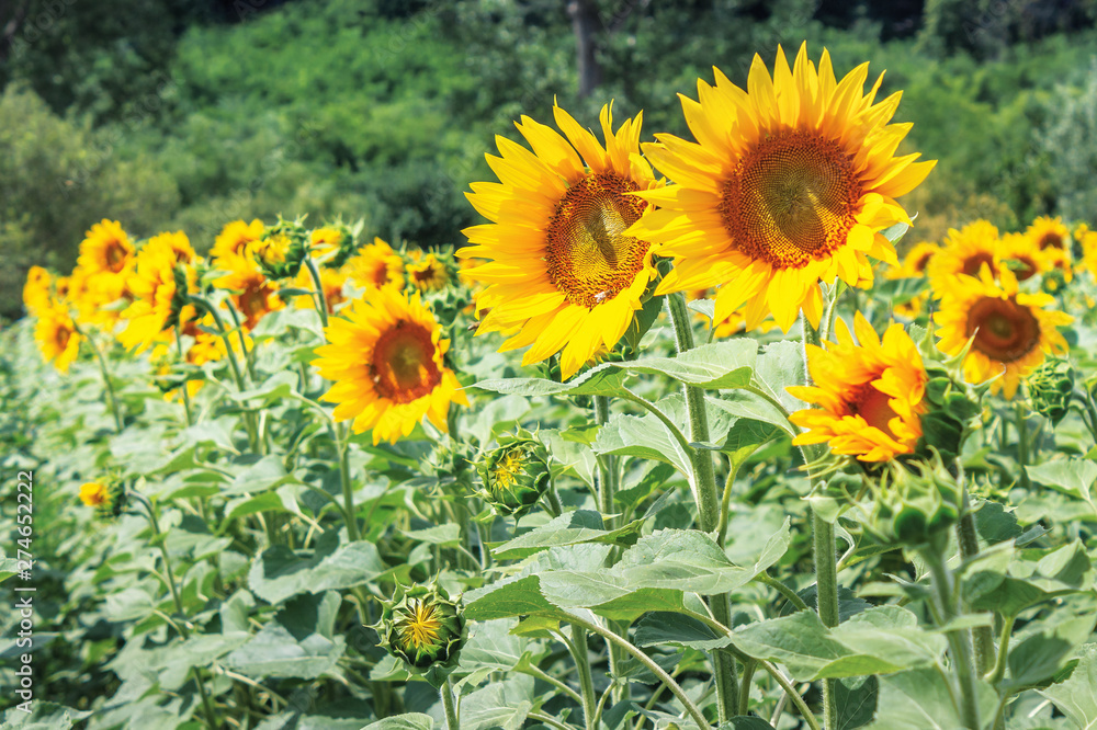 Ripe sunflowers in the field. beautiful countryside in summer. sunny weather with forested hill on the blurred background Ripe sunflowers in the field. beautiful countryside in summer. sunny weather with forested hill on the blurred background