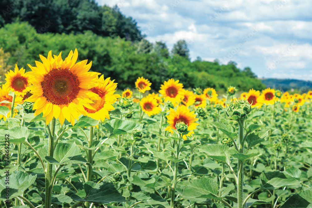Fototapeta premium Ripe sunflowers in the field. beautiful countryside in summer. sunny weather with high clouds in the distance. forested hill on the blurred background