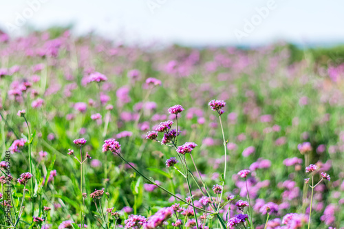 Violet verbena flowers