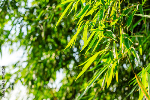 Green bamboo leaves nature background