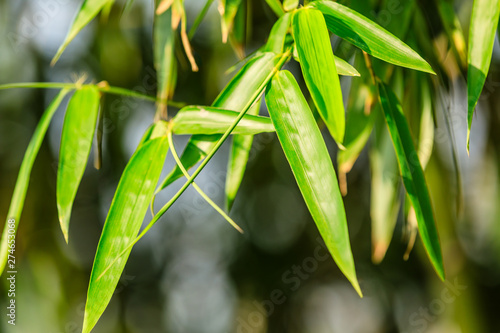 Fototapeta Naklejka Na Ścianę i Meble -  Green bamboo leaves nature background