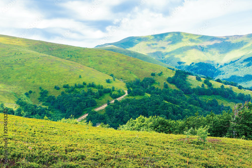 Obraz premium wonderful summer landscape in mountain. green grassy slopes of alpine meadows covered in european blueberry plant beneath an overcast sky. road uphill in the distance