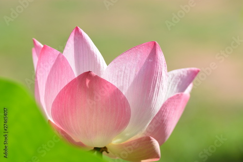 macro and closeup of pink blooming lotus flower 