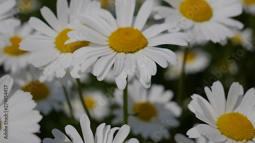 Chamomile flowers in nature