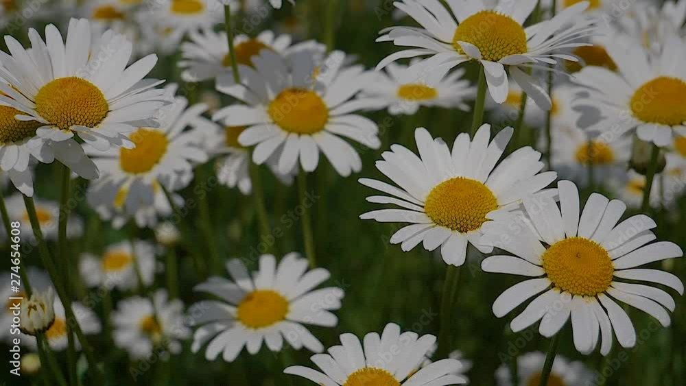 Daisy flower in a field on nature on a sunny day Daisy flower in a field on nature on a sunny day